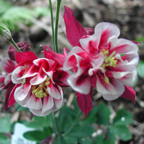 Aquilegia vulgaris Winky Red White